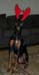 deer_hound